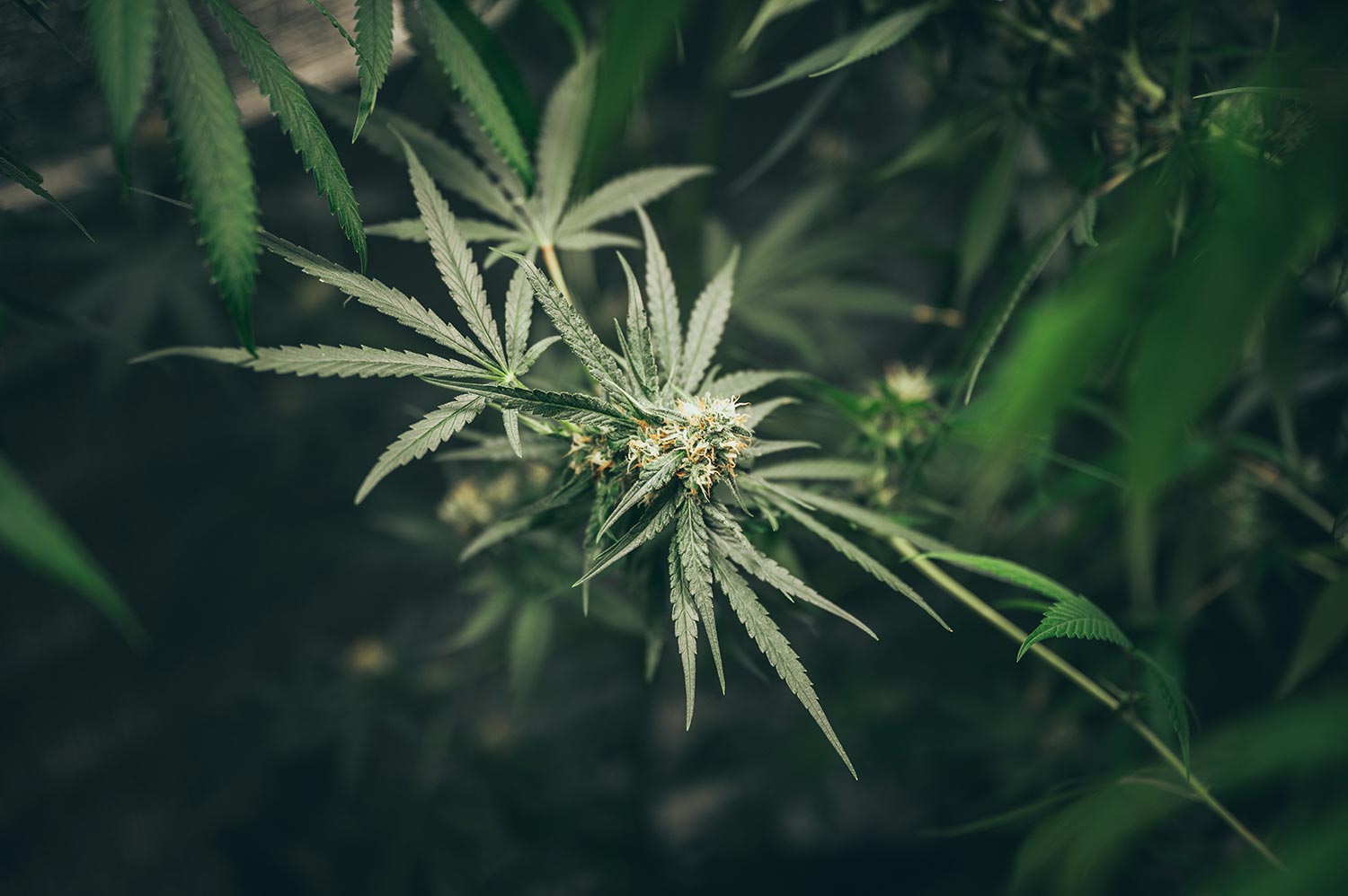 Wie kann man Cannabis Patient werden?